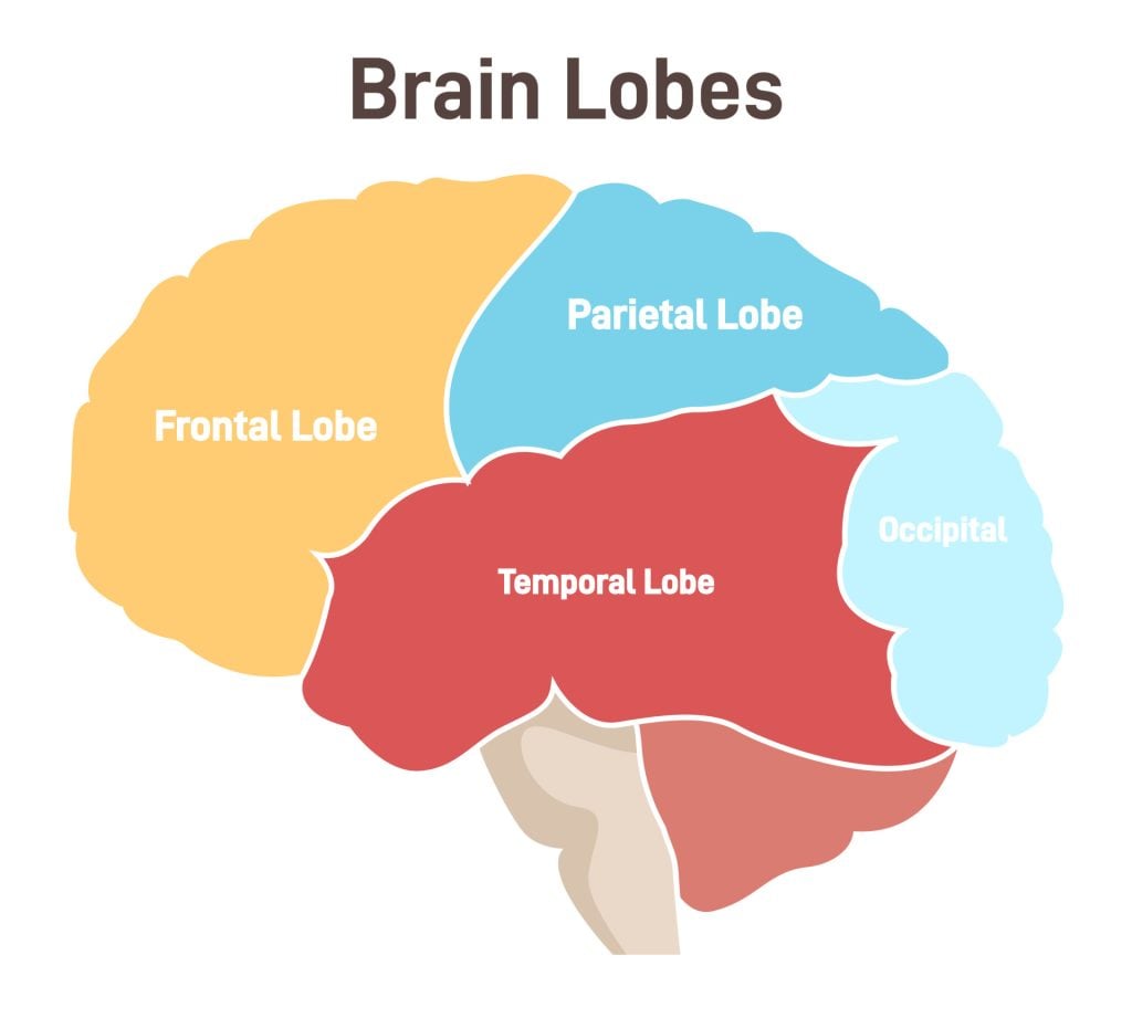 brain lobes