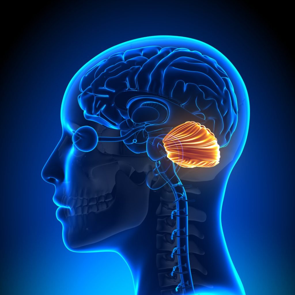 Anatomy of female Brain cerebellum anatomy cross section