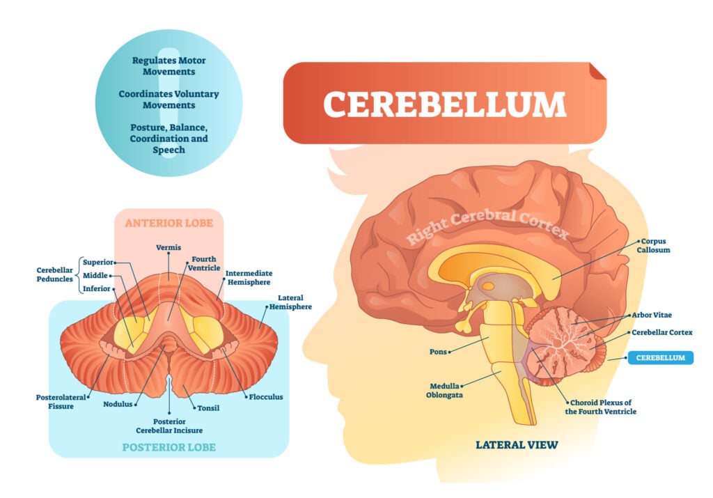 Cerebellum vector illustration. Medical labeled diagram with internal view. Isolated anterior, posterior lobe and lateral view.