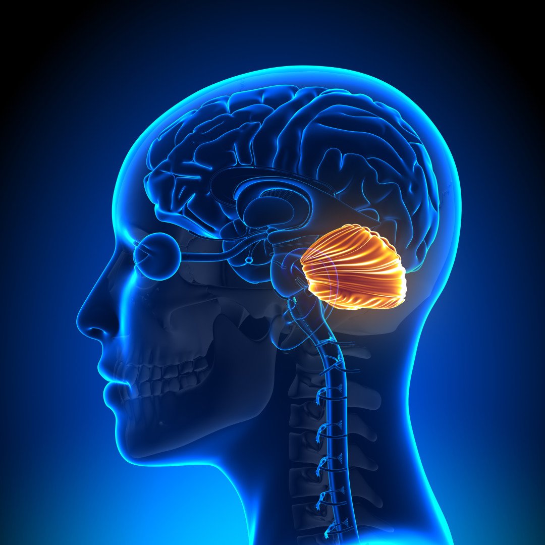 Cerebellum Brain Location