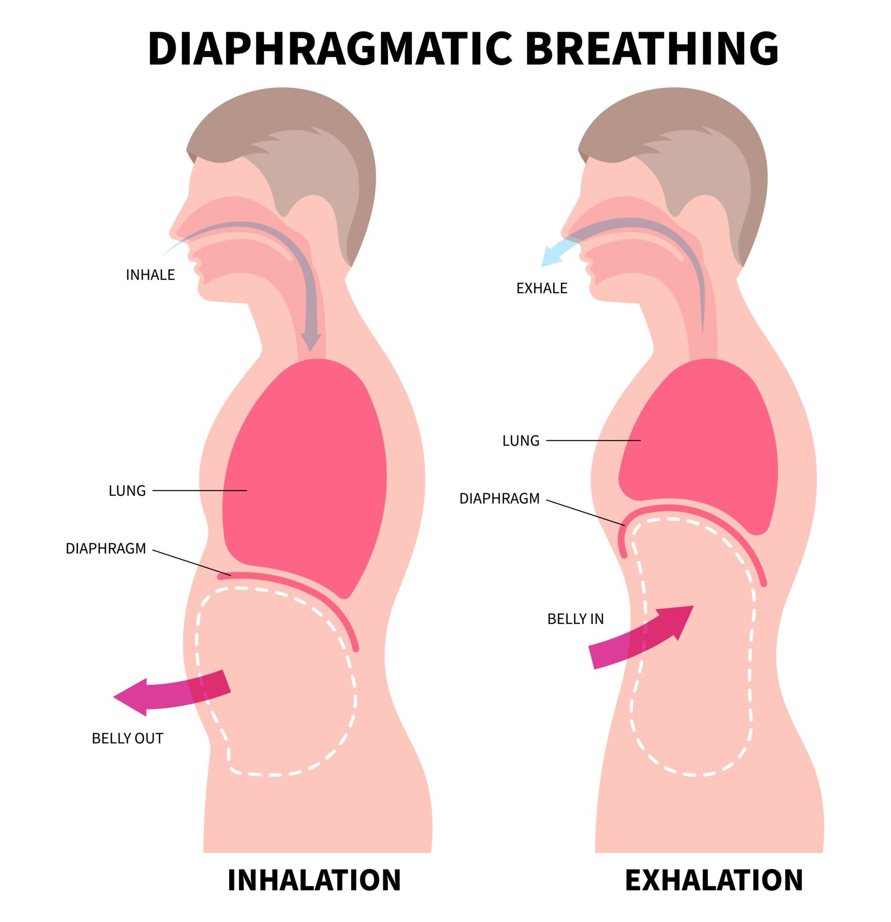 An anatomical diagram of diaphragmatic breathing, showing the inhalation with belly out and exhalation with the belly in.