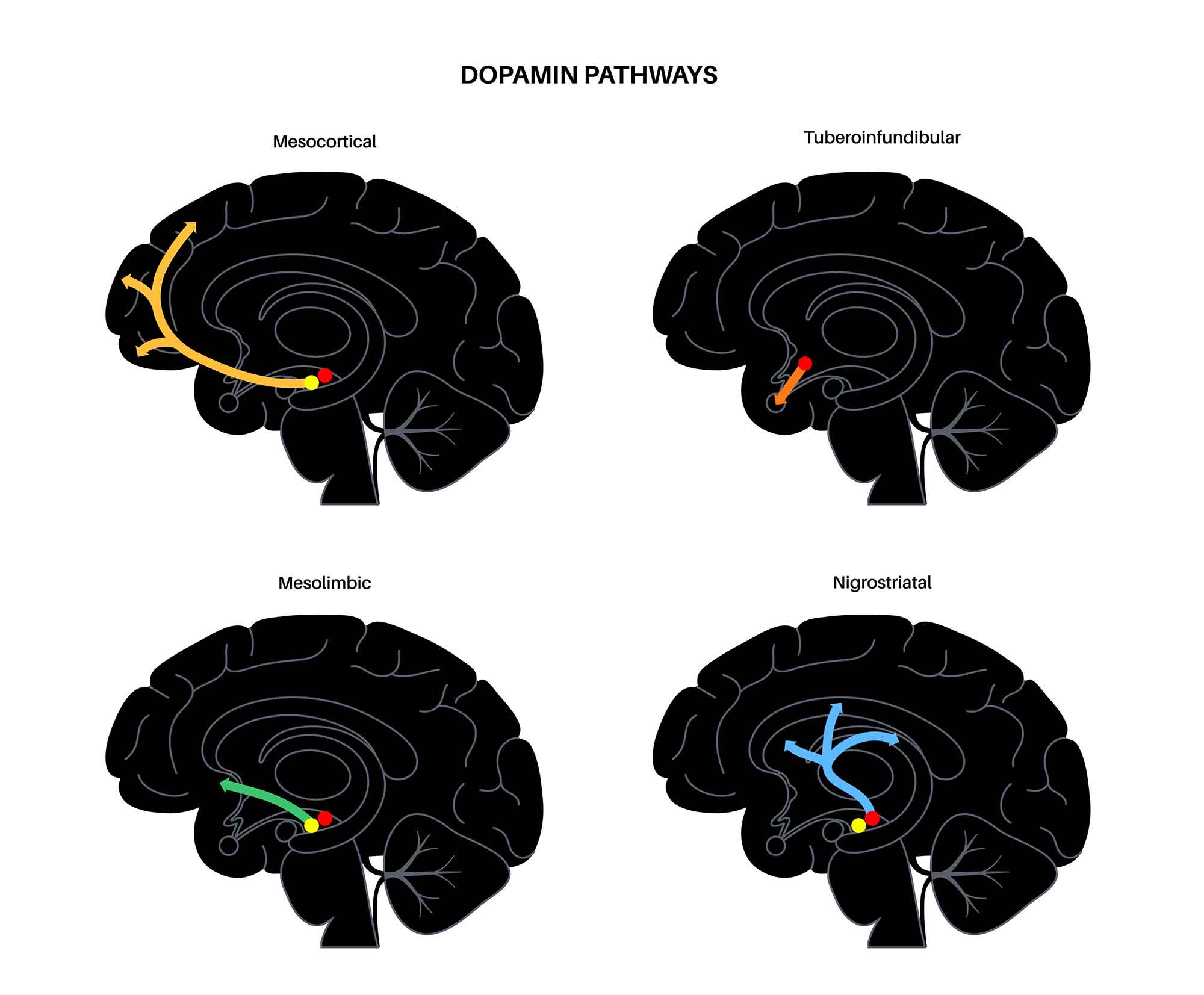 mesolimbic dopamine pathway