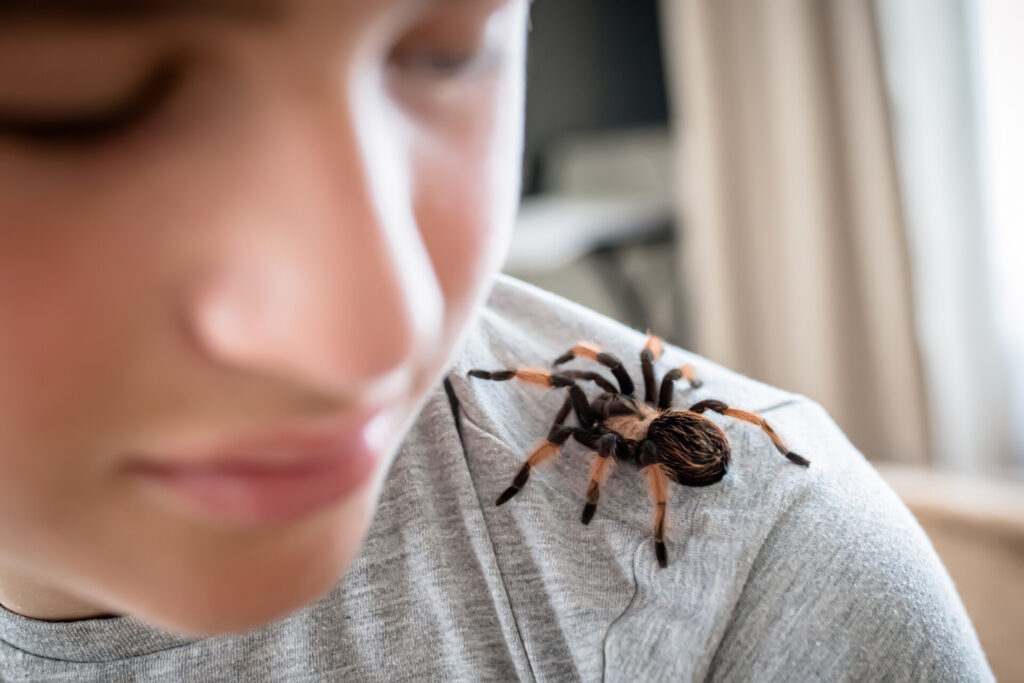 The boy looks at the cute pet spider crawling on his shoulder to face. brave boy plays with huge spider Brachypelma albopilosum. Treatment of arachnophobia.