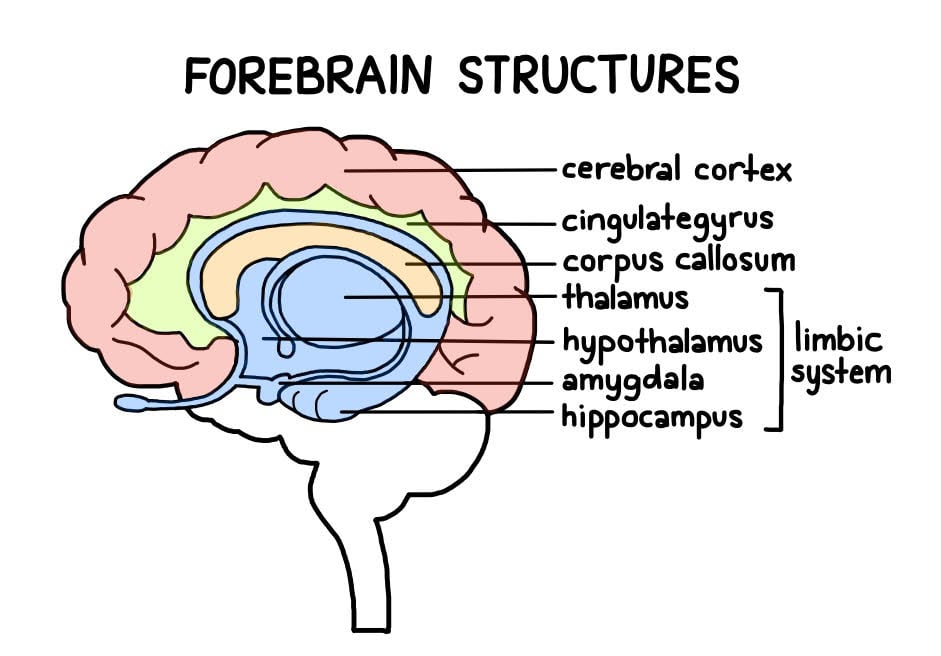 forebrain