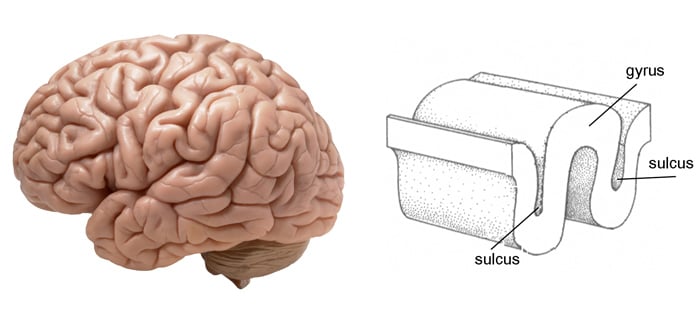 Gyri and Sulci of the Brain