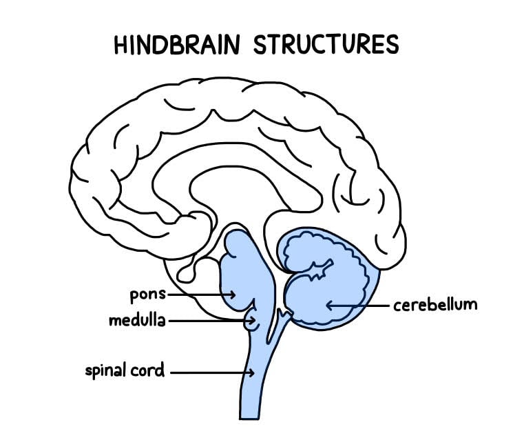 hindbrain