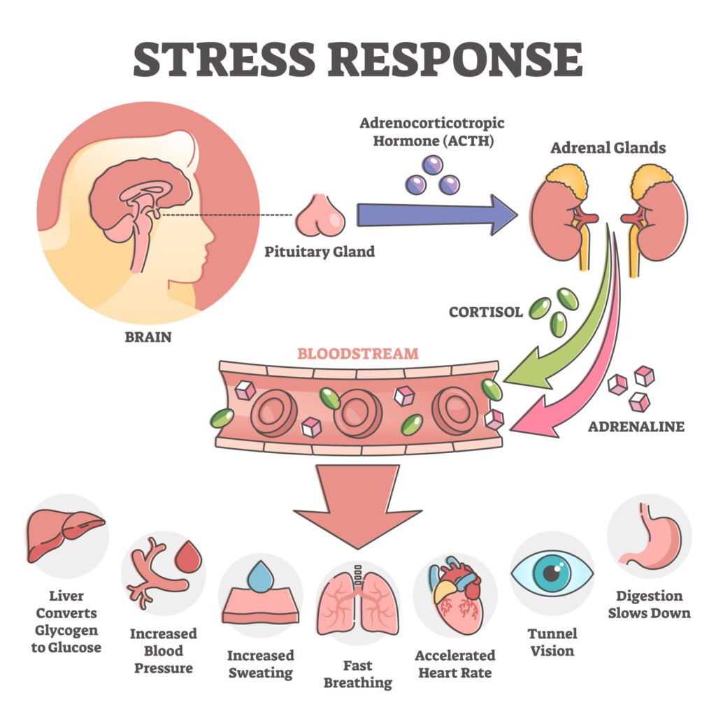 Diagram of the stress response showing how the brain activates ACTH which causes cortisol and leads to physical reactions such as increased blood pressure and sweating