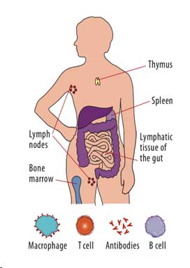 immune system