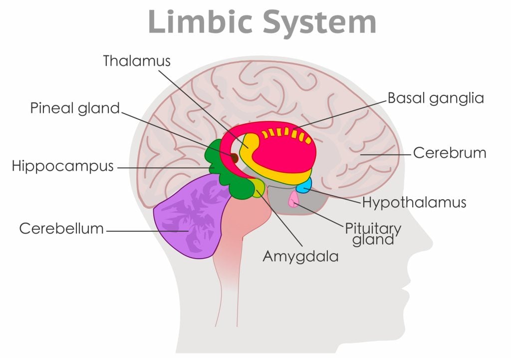 limbic system