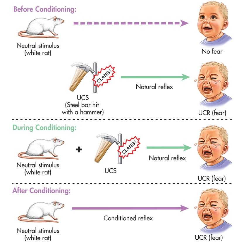 Little Albert Classical Conditioning