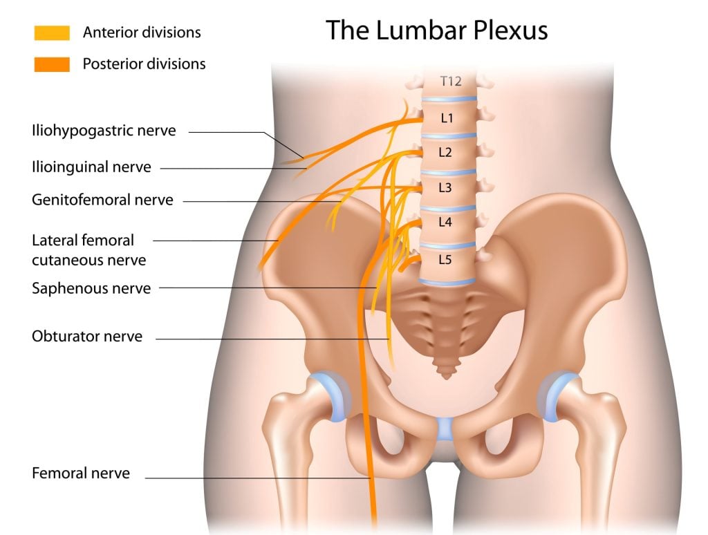 The lumbar plexus, labelled.