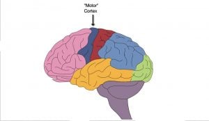 Motor Cortex