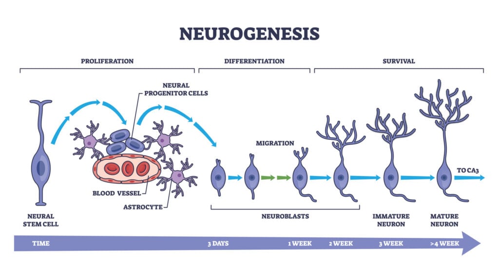 Neurogenesis as detailed neuron development process stages outline diagram. Labeled educational scheme with brain cells growth: proliferation, differtiation, and survival stages.