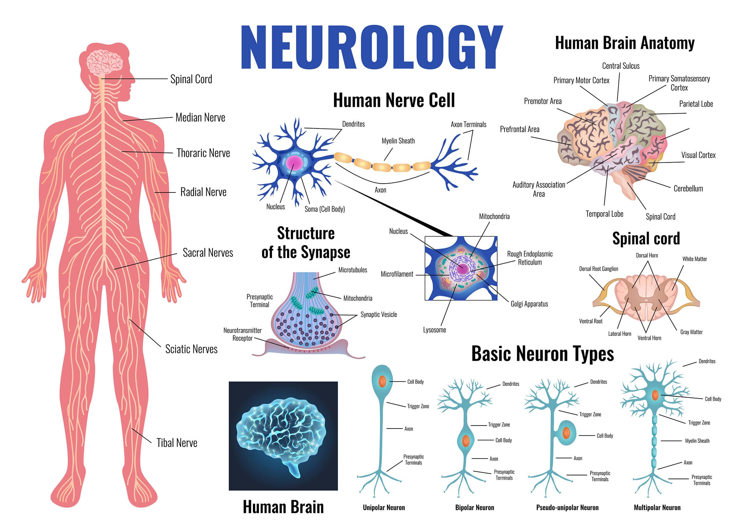 Neurology And Human Brain Set