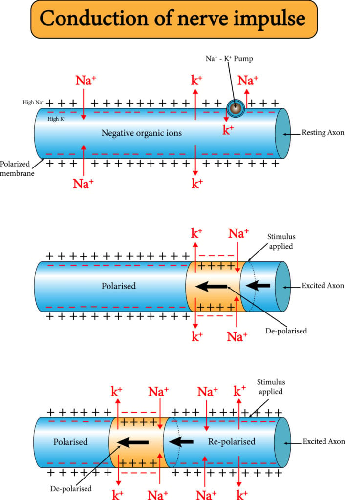 Diagrams that illustrate the conduction of nerve impulses