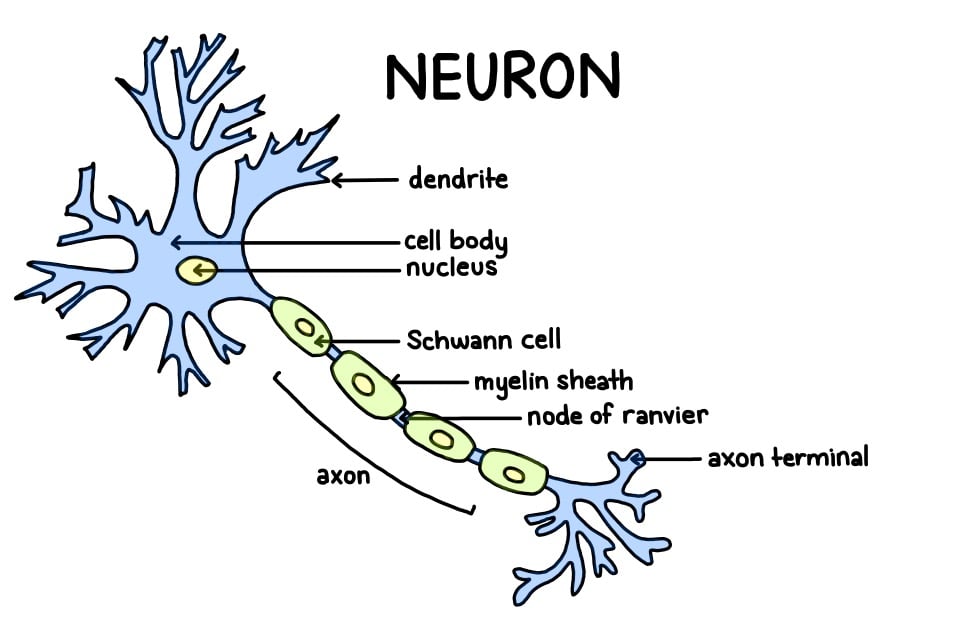 Neuron