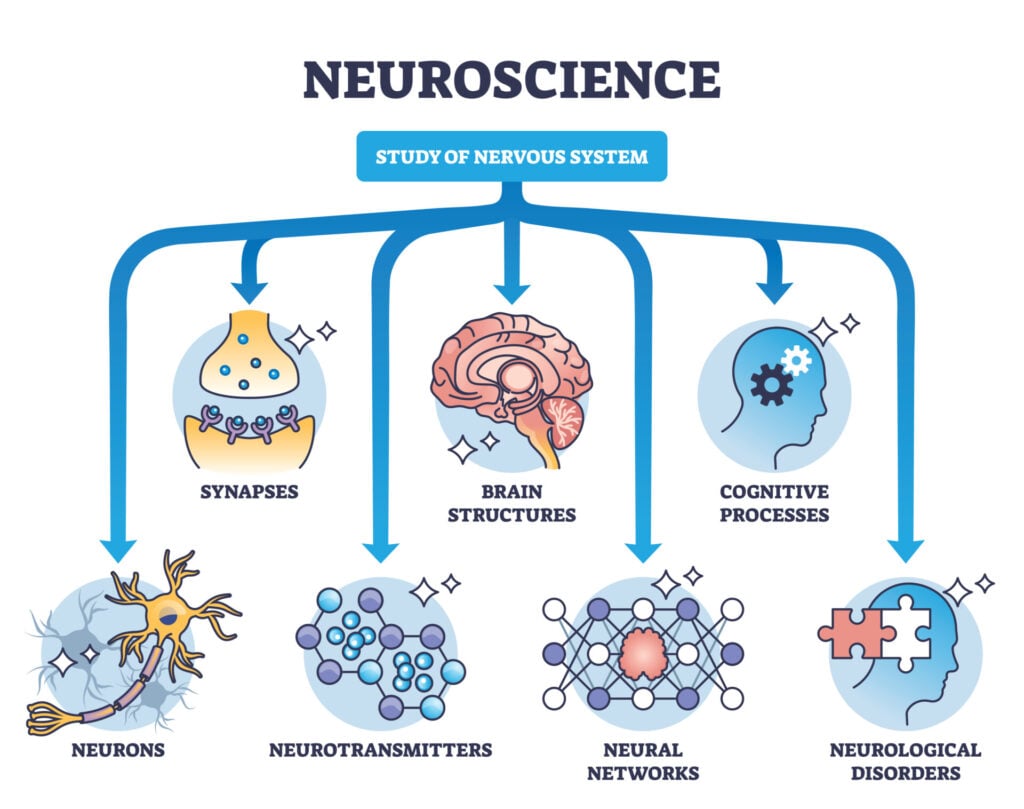 A diagram titled 'neuroscience' with arrows pointing to different areas of neuroscience including brain structures, neurons, neurotransmitters, and cognitive processes