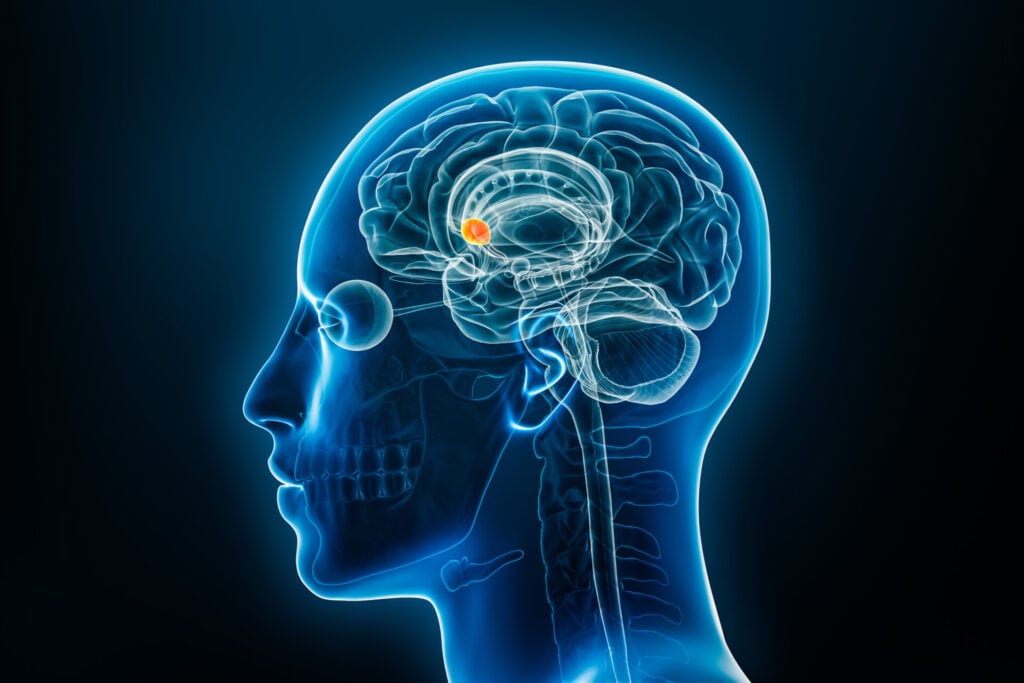 An x-ray of the human head with the nucleus accumbens highlighted.