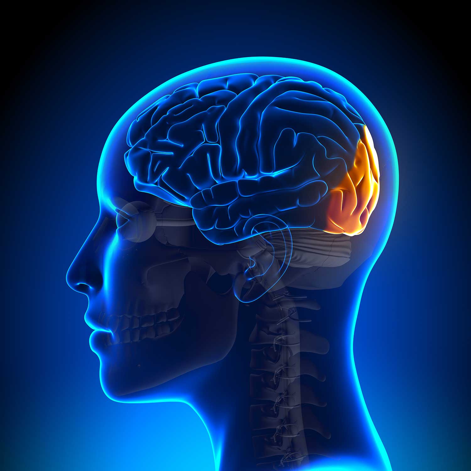 occipital lobe location