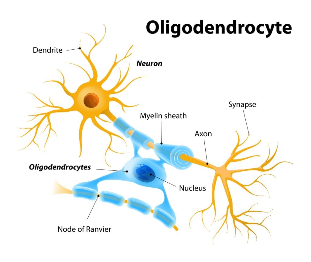 Oligodendrocytes or oligodendroglia