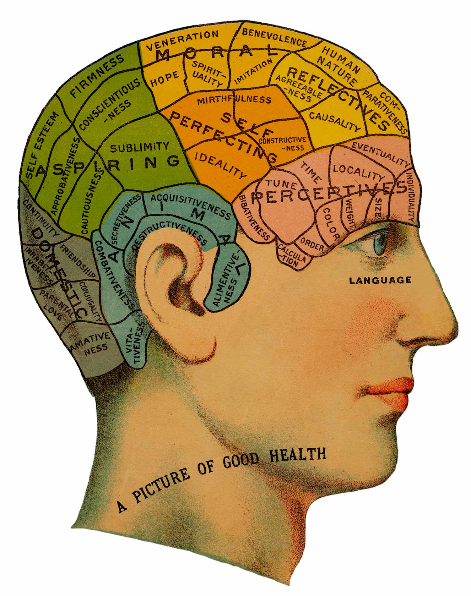 phrenology head