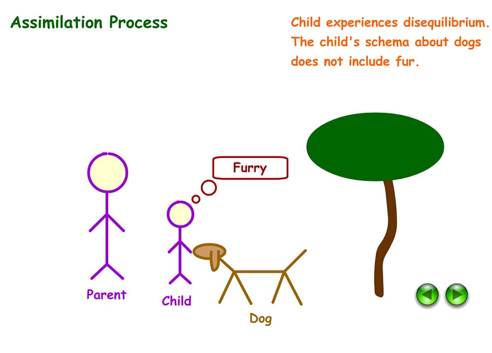 Example of assimilation in Psychology