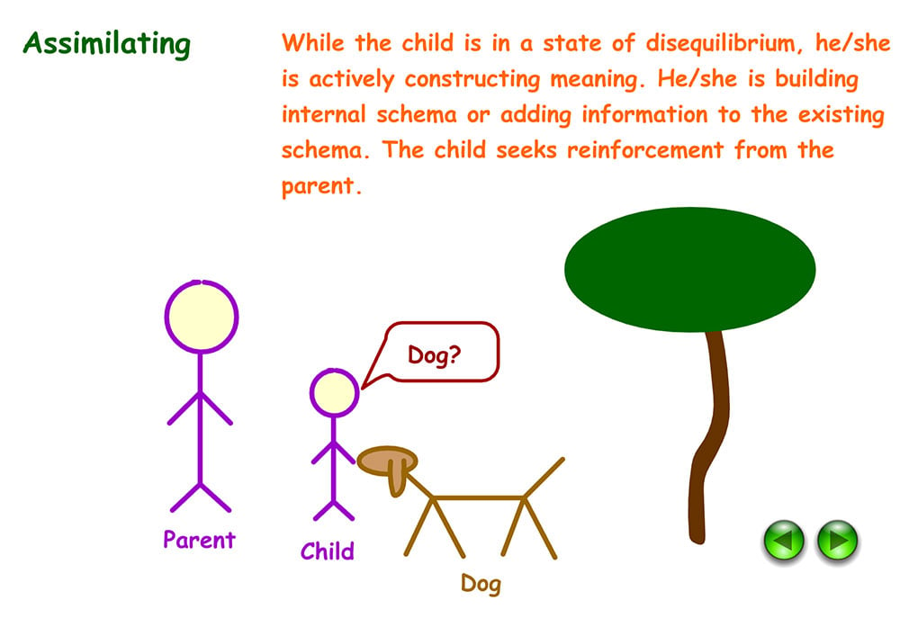 Example of assimilation in Psychology