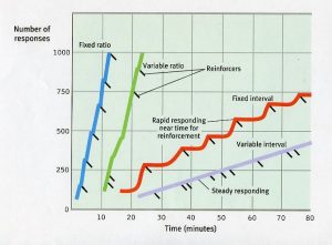 reinforcement schedules