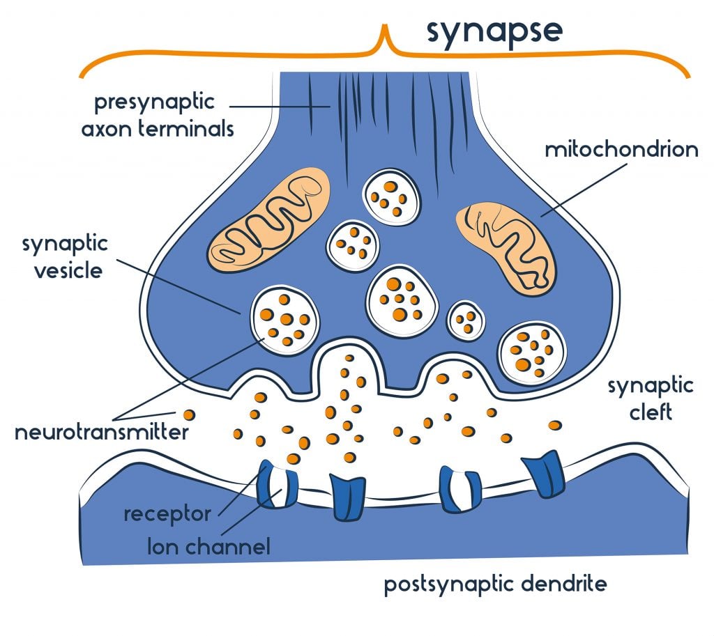 synapse