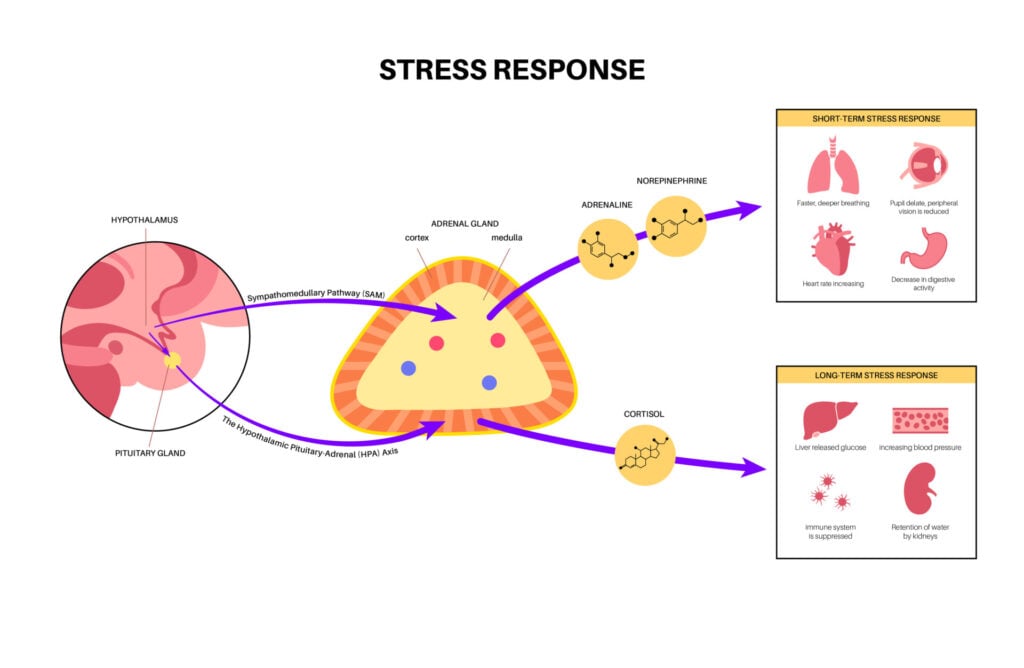 what is the hpa axis