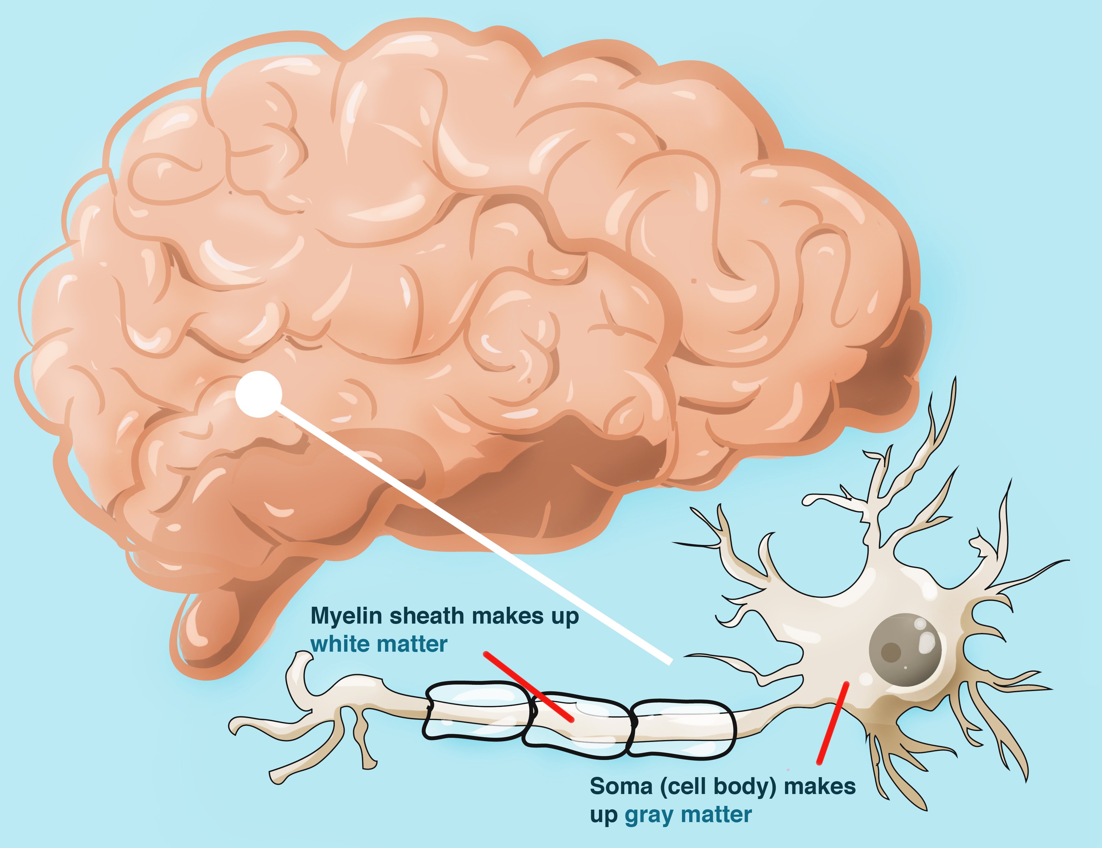 While gray matter consists of neurons, white matter consists of glial cells and myelinated axons, and is responsible for transmitting messages from one part of the central nervous system to another. 