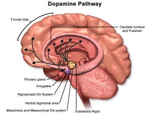 Dopamine Pathway